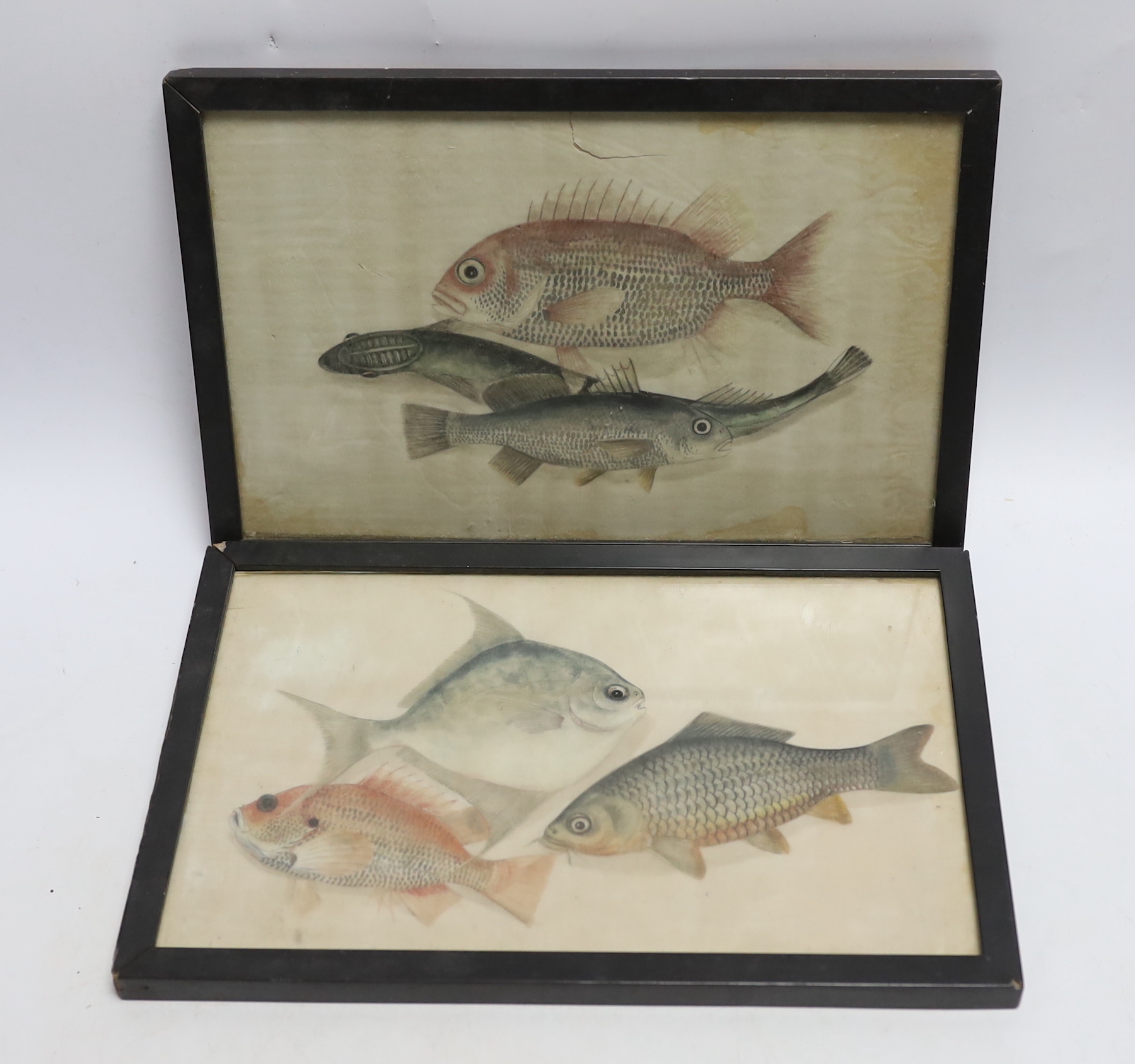 Two 19th century Chinese pith paper paintings of fish, 16 x 26cm